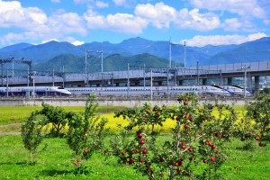 北陸新幹線（高架橋）とりんご園