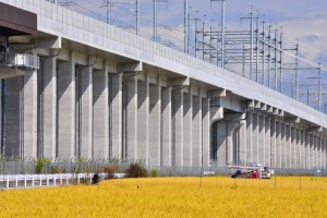 稲穂と北陸新幹線の橋脚