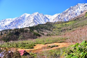 栂池自然園から雪化粧の白馬連峰