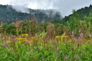 DSC_3453-18