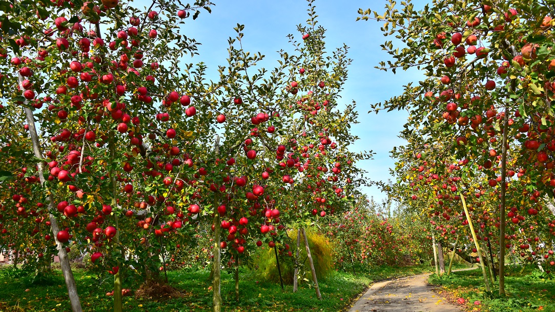 りんごの木も紅葉してきました。 | 信州りんごの成増農園(長野県長野市でサンフジ・信州りんご・りんごジュースを通信販売)