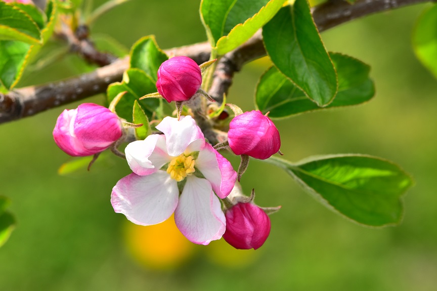 りんごの花が咲きました 信州りんごの成増農園 長野県長野市でサンフジ 信州りんご りんごジュースを通信販売