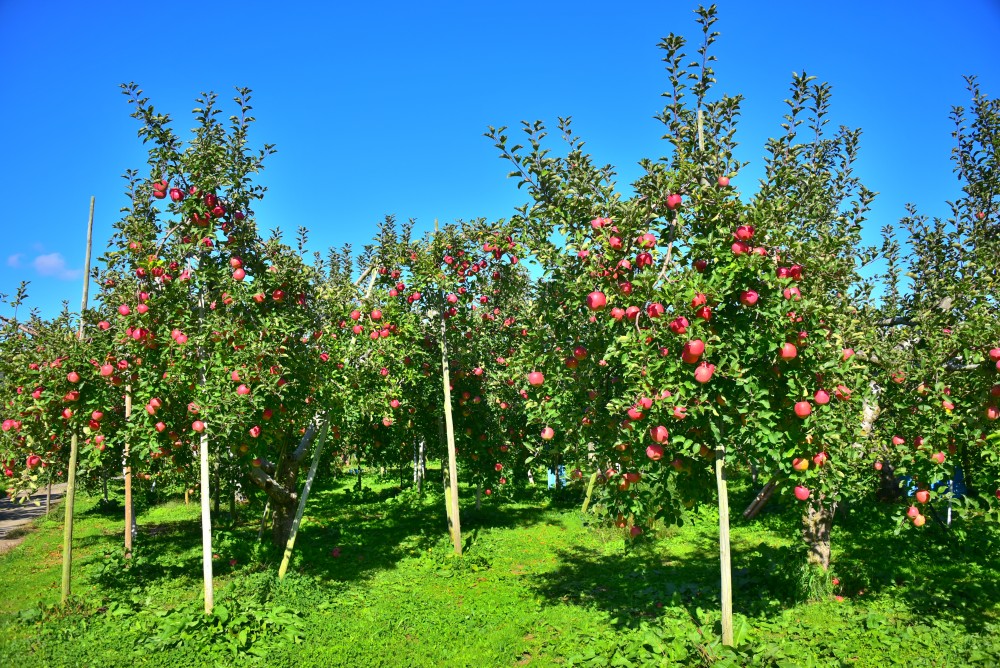 サンふじ の現在の畑のようす 信州りんごの成増農園 長野県長野市でサンフジ 信州りんご りんごジュースを通信販売