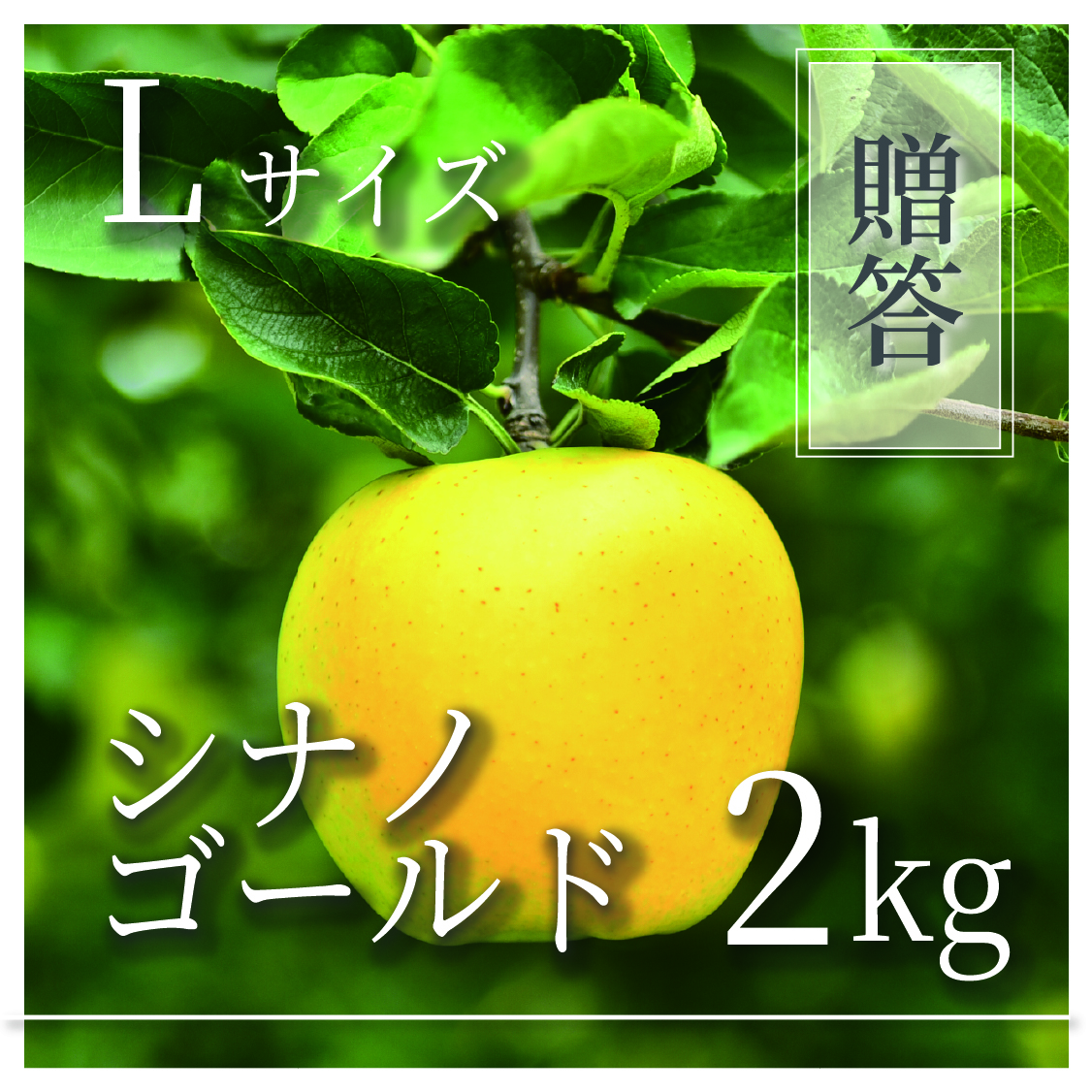 シナノゴールド ご贈答用 Lサイズ 2kg(5〜7個)