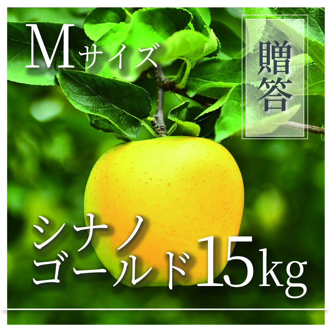 シナノゴールド ご贈答用 Mサイズ 15kg(54～60個)