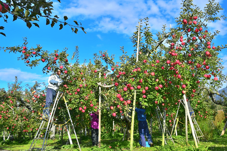 収穫の時期のりんご